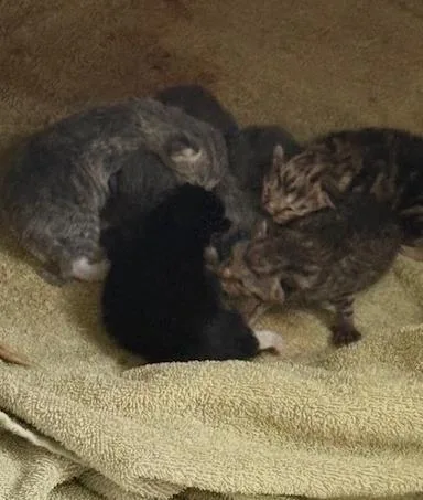 A baby small-sized female Domestic Short Hair cat named Twinkle for adoption in Fairfax, VA