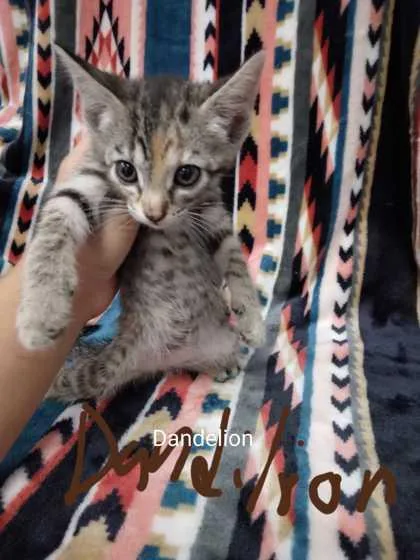 An adult small-sized female Domestic Short Hair cat named Dandelion for adoption in Spruce Pine, NC
