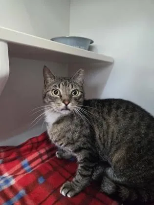 An adult medium-sized male Domestic Short Hair cat named Toaster for adoption in Savannah, GA