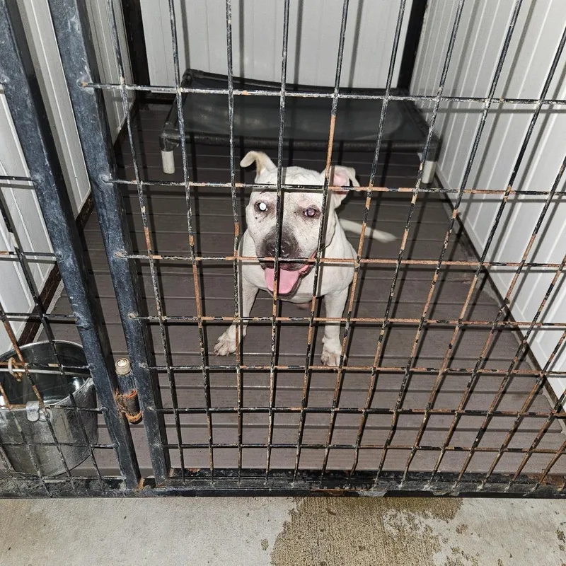 An adult medium-sized male White / Cream Mixed Breed dog named SCFLStray for adoption in Lake Panasoffkee, FL
