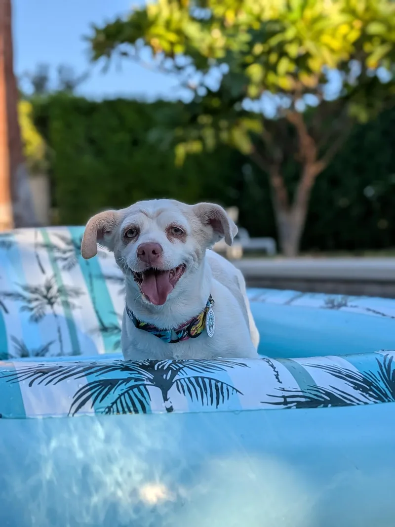 An adult small-sized female White / Cream Chihuahua dog named Chia for adoption in Los Angeles, CA
