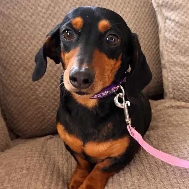 An adult small-sized female Black Miniature Dachshund dog named Lyla for adoption in Pittsburg, KS