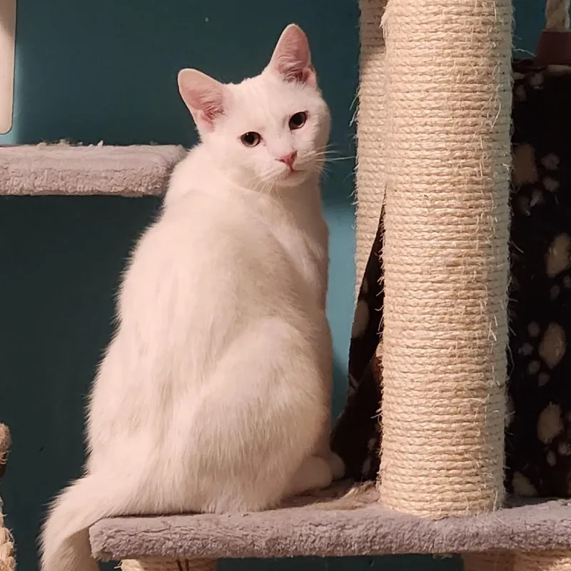 A young medium-sized male White Domestic Short Hair cat named Walter for adoption in Fairfax Station, VA