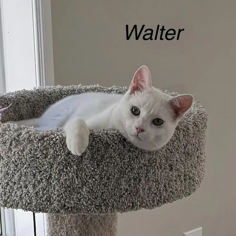 Walter thumbnail 3