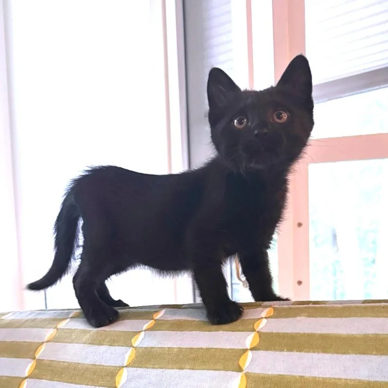 A baby medium-sized male Black Domestic Short Hair cat named Asteroid Destroyer for adoption in Houston, TX