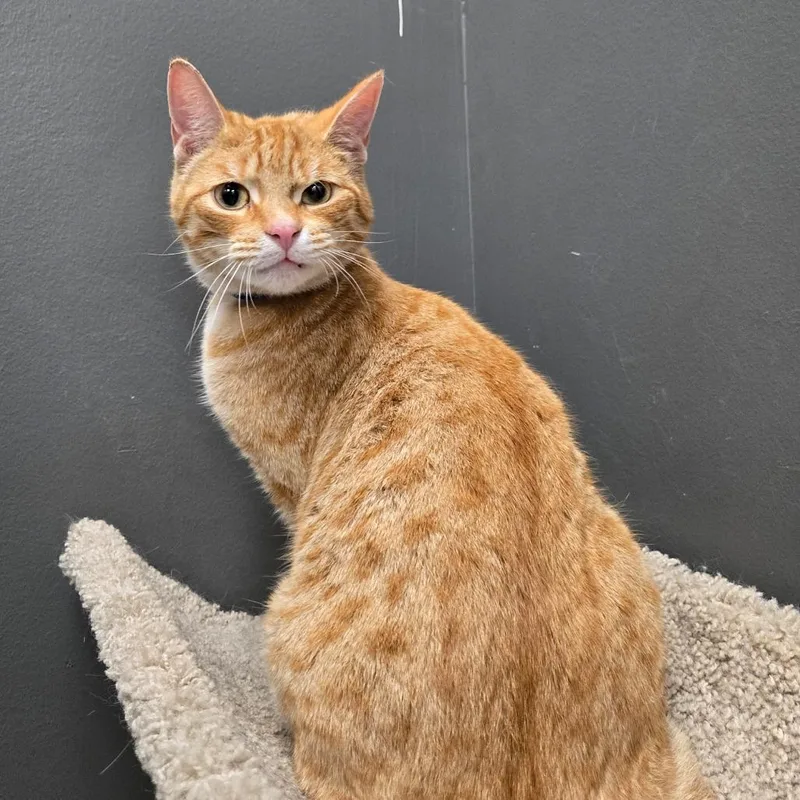 A young medium-sized male Orange / Red Domestic Short Hair cat named Thackery for adoption in Hamburg, NY
