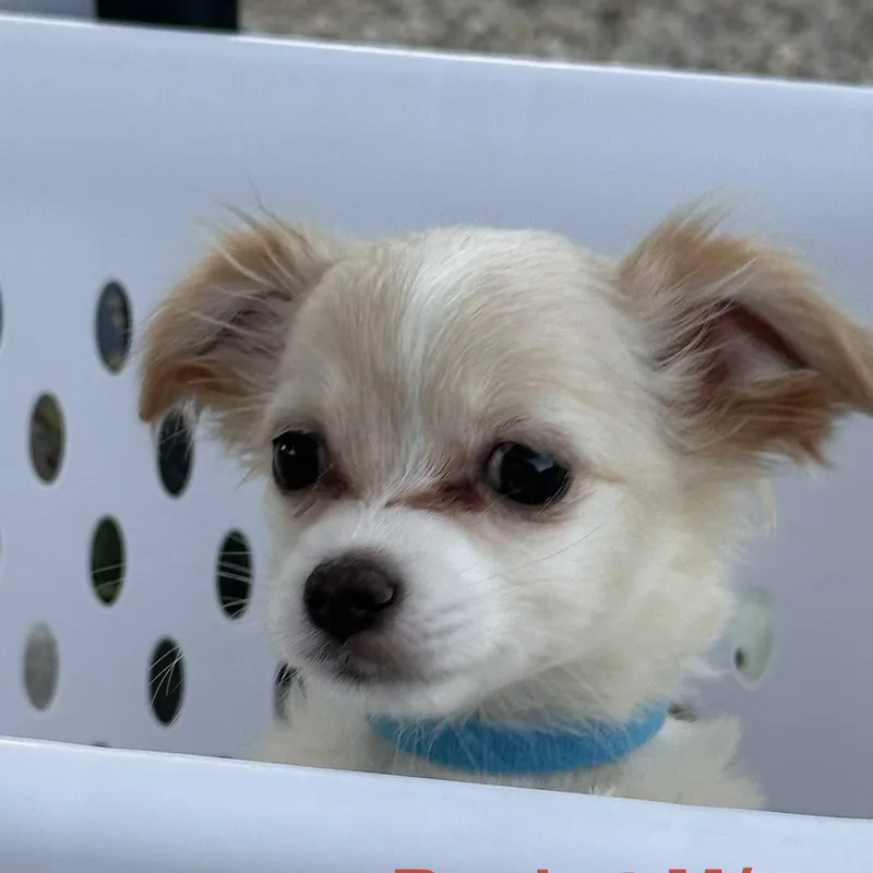 Rocket