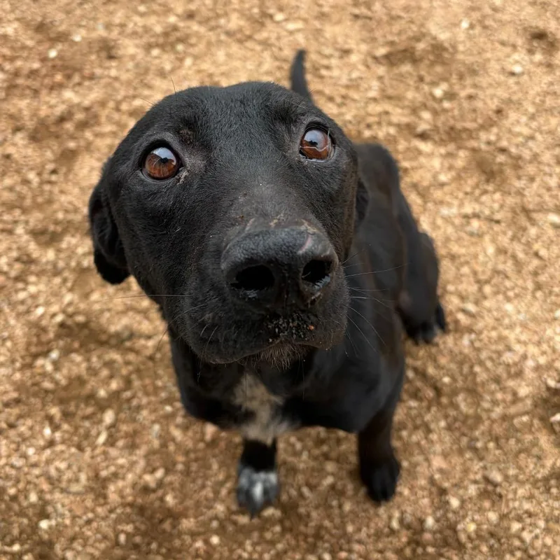 A young medium-sized male Black Labrador Retriever dog named Tony Kcac . for adoption in Kerrville, TX