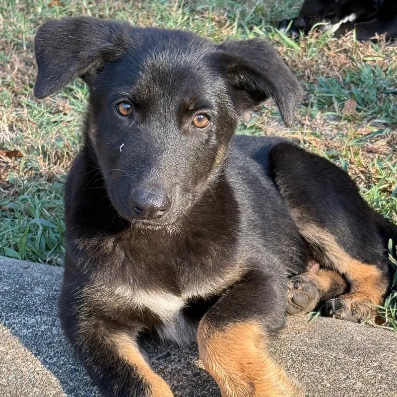 A young medium-sized male German Shepherd Dog dog named Mars for adoption in Jacksonville, AR