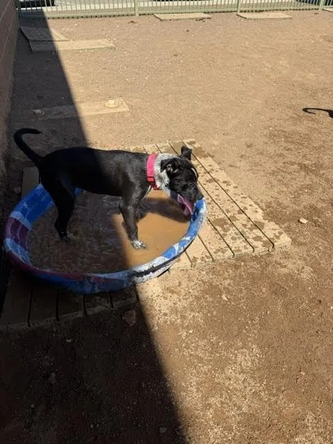 A young medium-sized male Black Mixed Breed dog named Ringo for adoption in Hobbs, NM