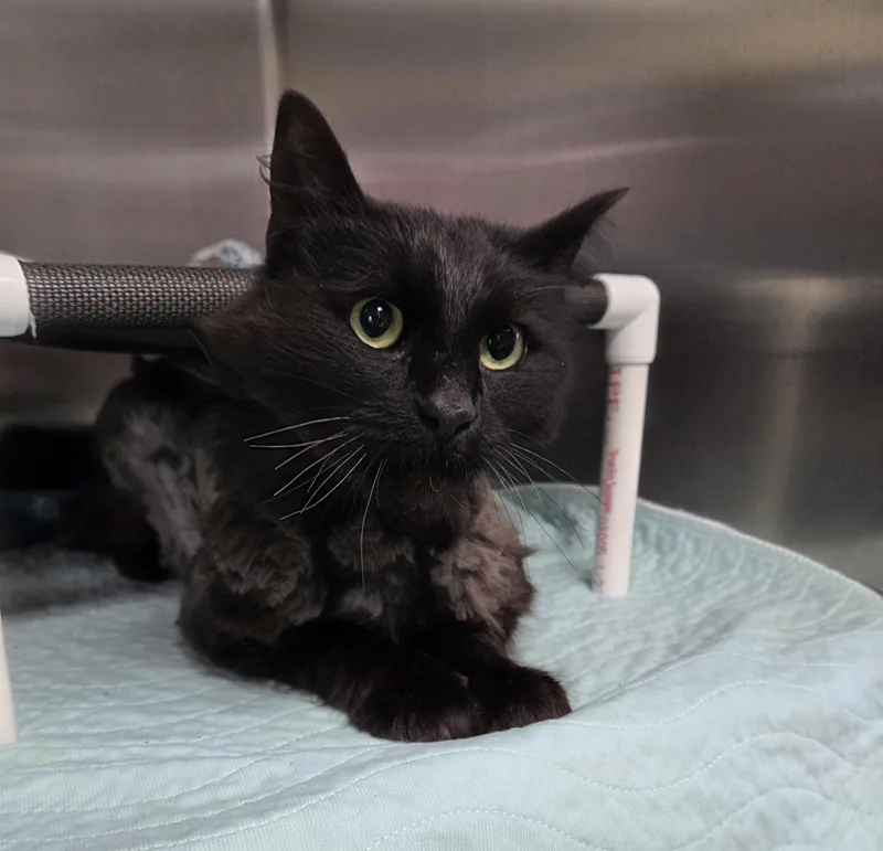 An adult medium-sized male Black Domestic Long Hair cat named Binx for adoption in Carsonville, MI