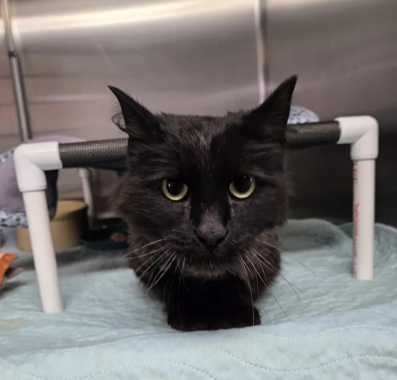 Binx thumbnail 2