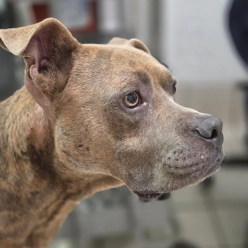 An adult medium-sized male Gray / Blue / Silver Mixed Breed dog named Skeeter for adoption in Charleston, WV