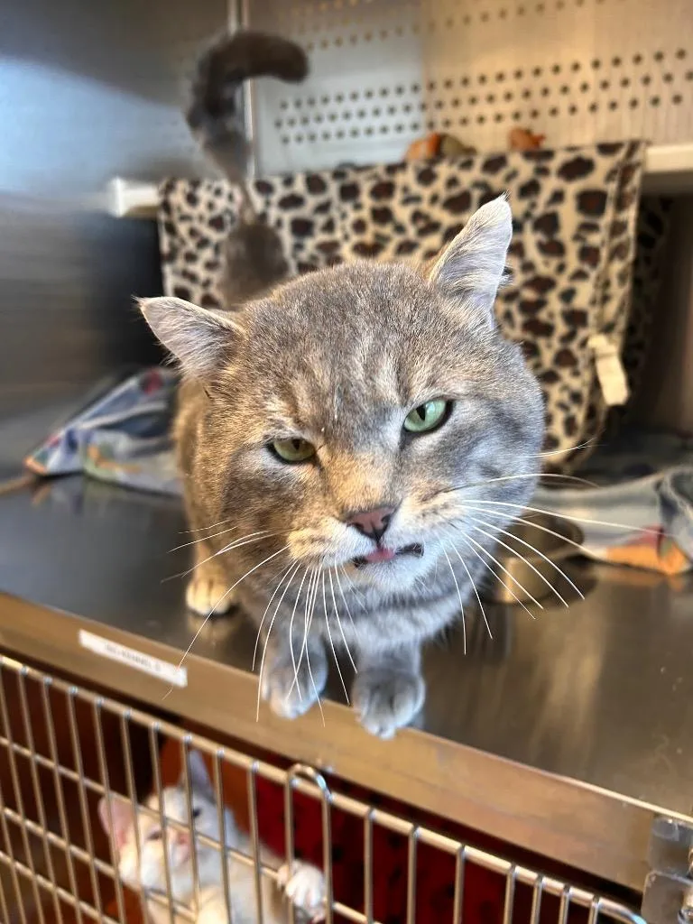 Theodore thumbnail 2