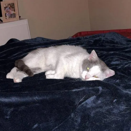A senior medium-sized male Domestic Short Hair cat named Whirly for adoption in Seven Valleys, PA