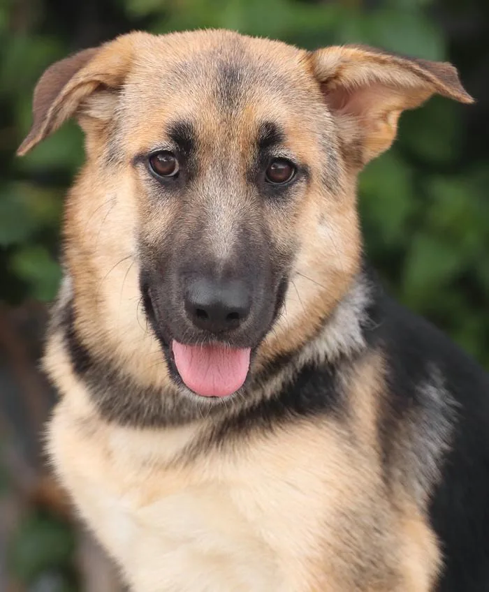 A baby large-sized female Black German Shepherd Dog dog named Ursula von Schlitz for adoption in Los Angeles, CA