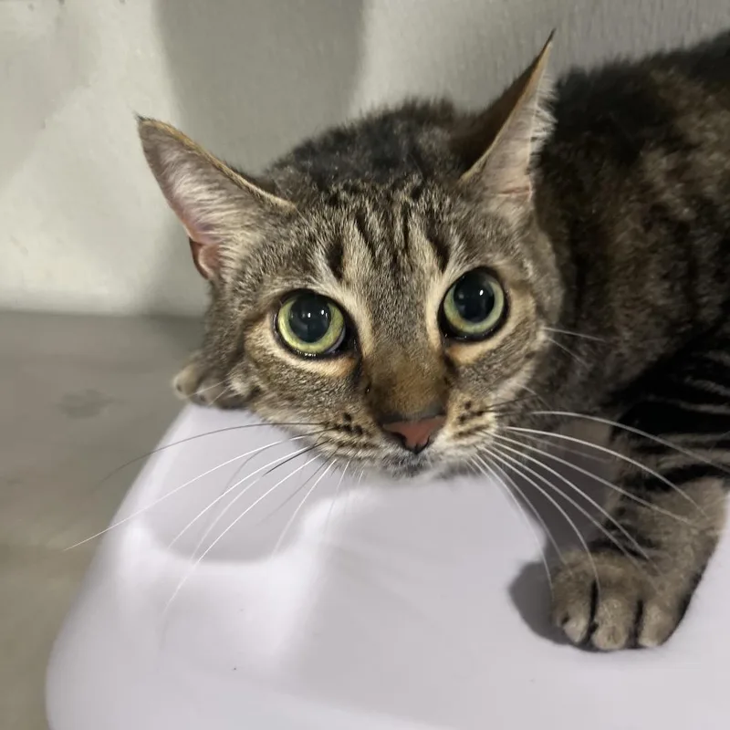 An adult large-sized female Domestic Short Hair cat named Popcorn for adoption in Tampa, FL