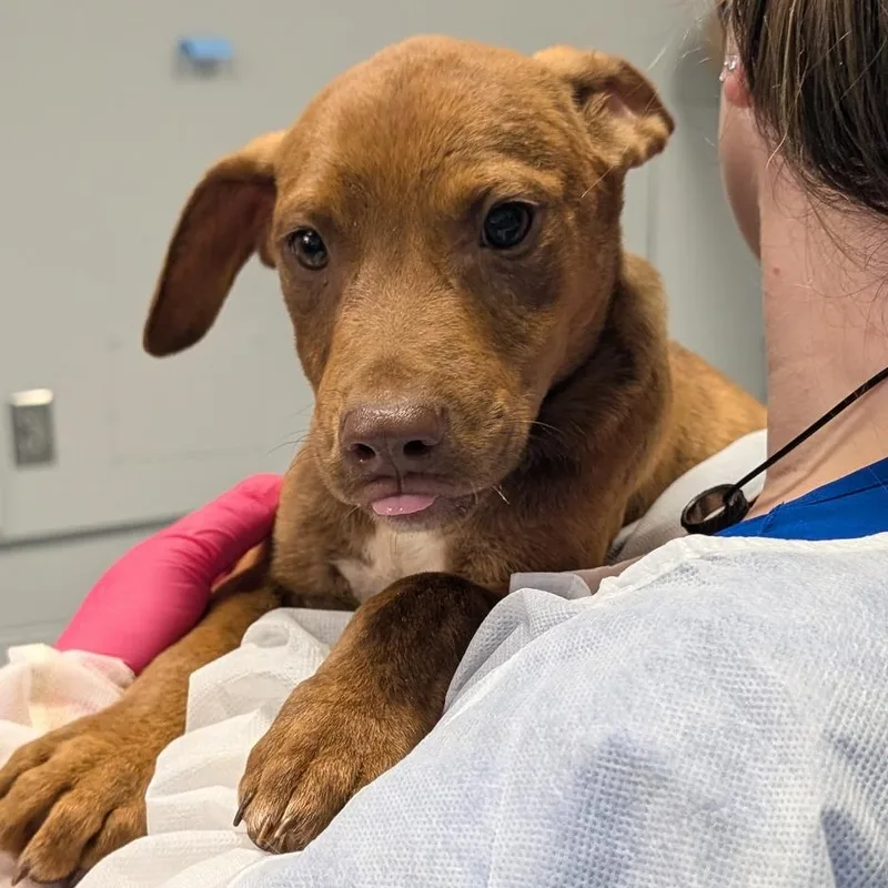 A baby small-sized male Red / Chestnut / Orange Terrier dog named Pedro for adoption in Greenville, SC