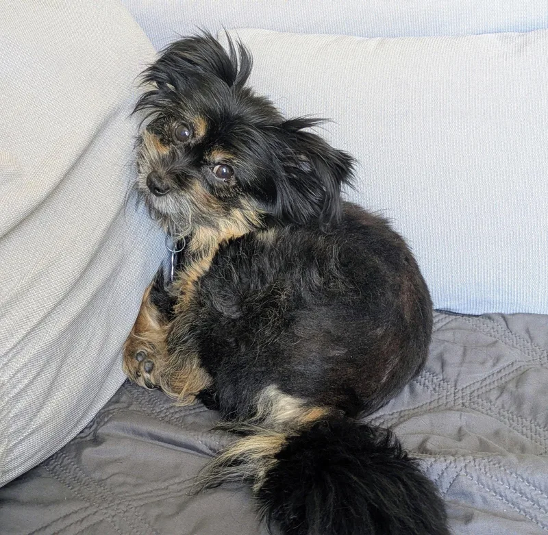 A young small-sized female Shih Tzu dog named Bonbon for adoption in Palo Alto, CA