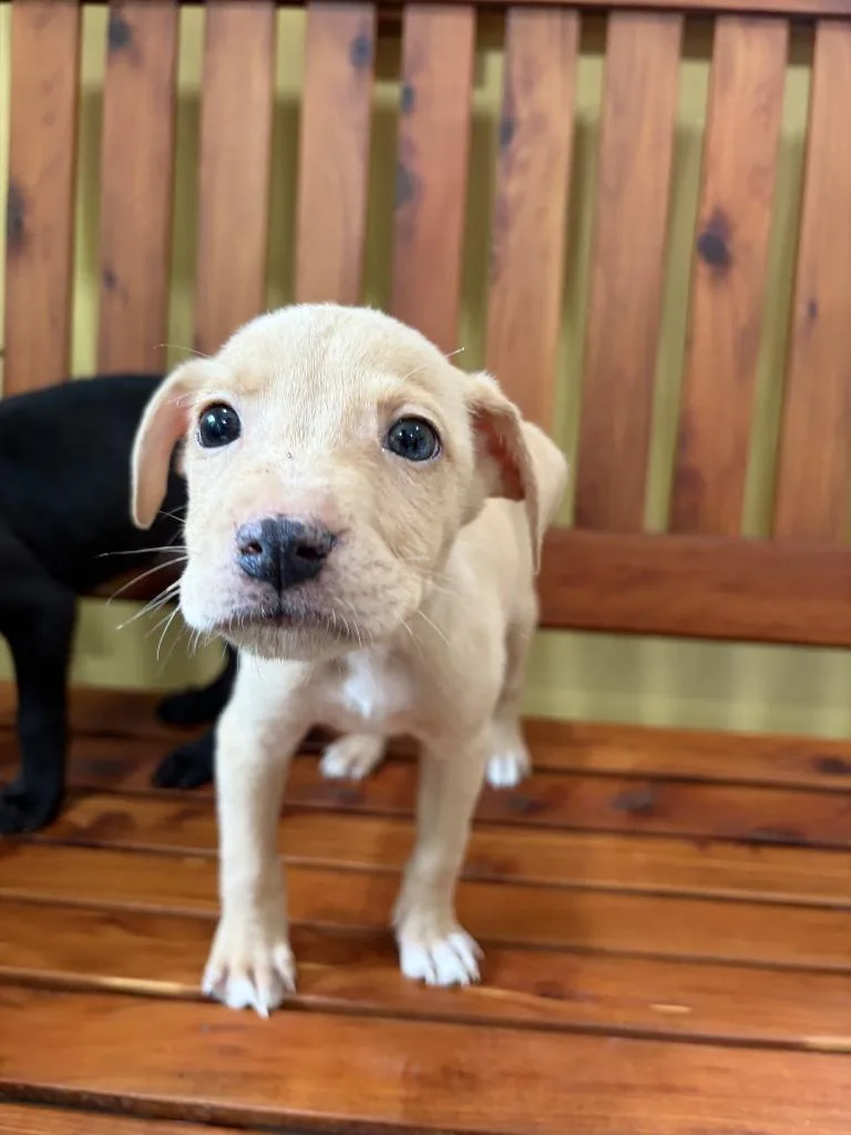 A baby small-sized male Labrador Retriever dog named Mac Pup   for adoption in Lawrenceburg, TN