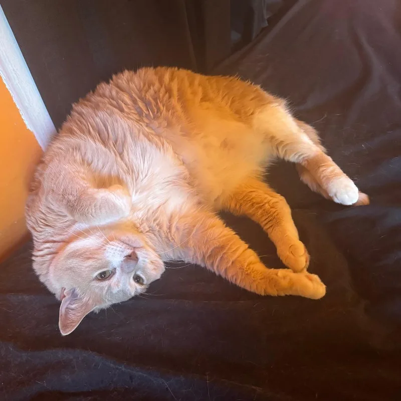 An adult extra large-sized female Orange / Red Domestic Short Hair cat named Flufferella for adoption in South Elgin, IL