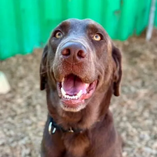 An adult large-sized female Brown / Chocolate Chocolate Labrador Retriever dog named Beans for adoption in Tacoma, WA