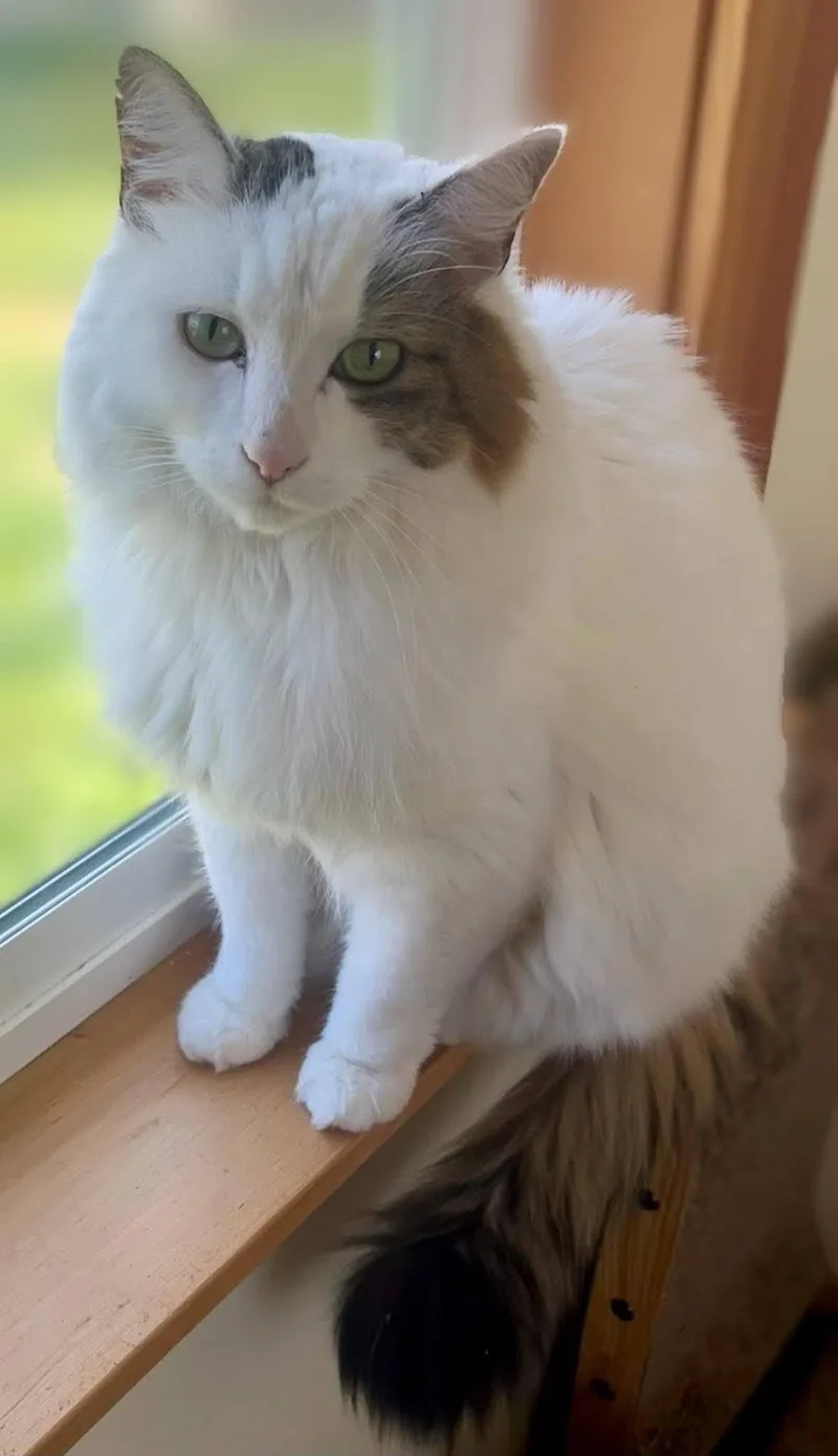 An adult large-sized male White Maine Coon cat named Gus for adoption in Bow, WA