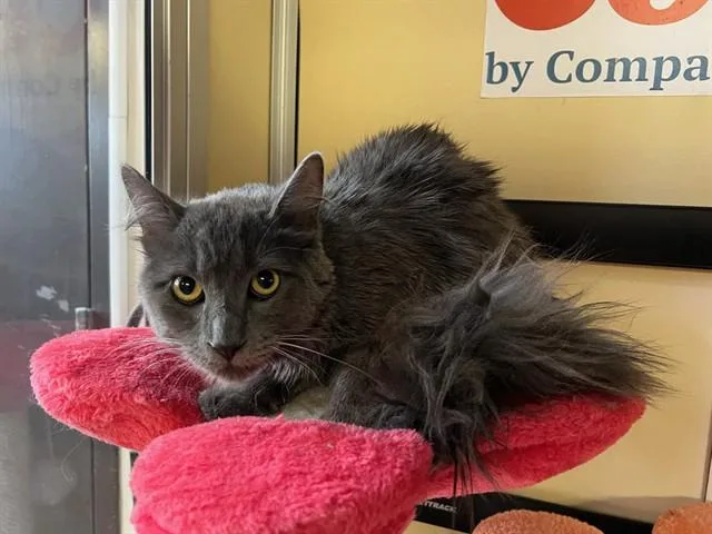 A young small-sized male Domestic Medium Hair cat named Stormy for adoption in Lancaster, CA