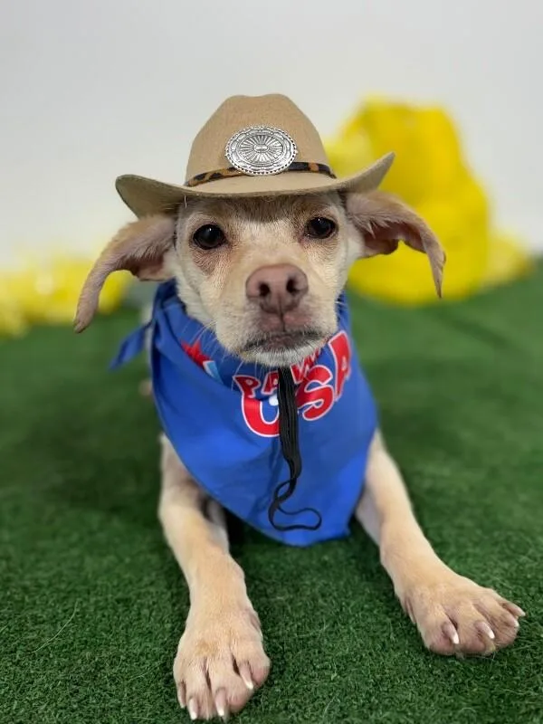 A baby small-sized male Yellow / Tan / Blond / Fawn Terrier dog named Toby for adoption in Carlsbad, CA