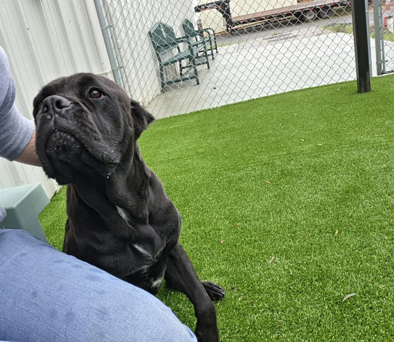 An adult large-sized female Black Cane Corso dog named Margot for adoption in Oklahoma City, OK
