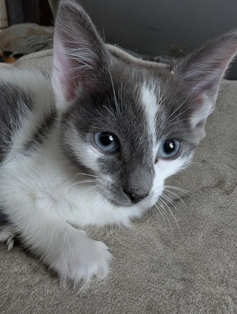 A baby small-sized female Gray & White Domestic Short Hair cat named Saturn for adoption in New York, NY