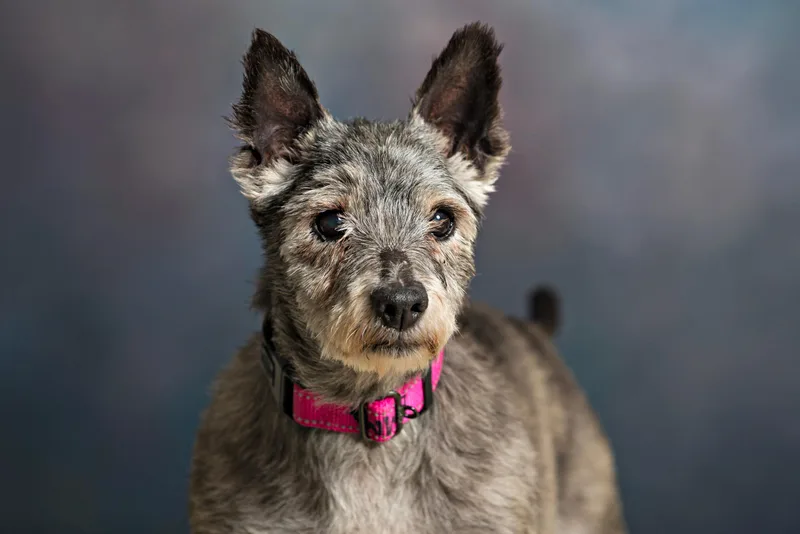 A senior small-sized female Gray / Blue / Silver Cairn Terrier dog named Emma Rae for adoption in Seville, OH