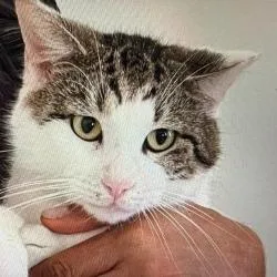 An adult medium-sized male White Domestic Medium Hair cat named Chocolate for adoption in Boston, MA