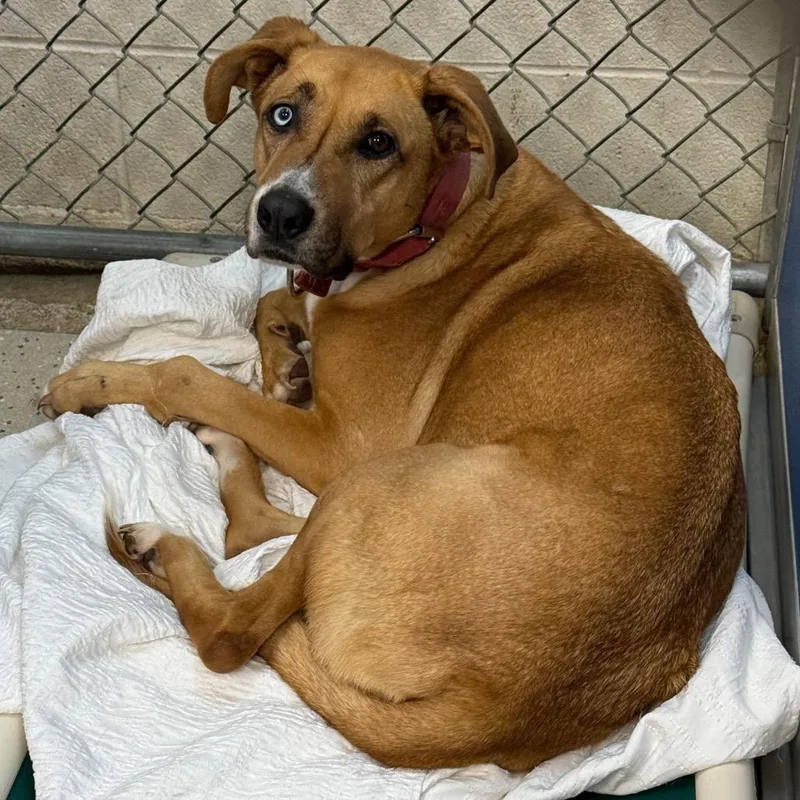 A young large-sized female Yellow / Tan / Blond / Fawn Mixed Breed dog named Buffy for adoption in Bennettsville, SC