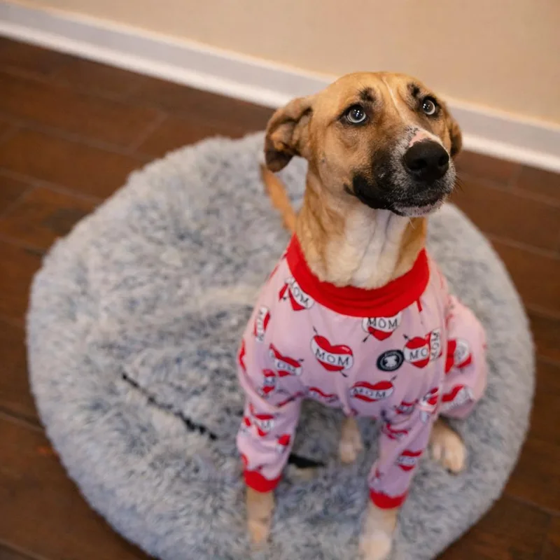 An adult medium-sized female Golden Black Mouth Cur dog named Maddie for adoption in houston, TX