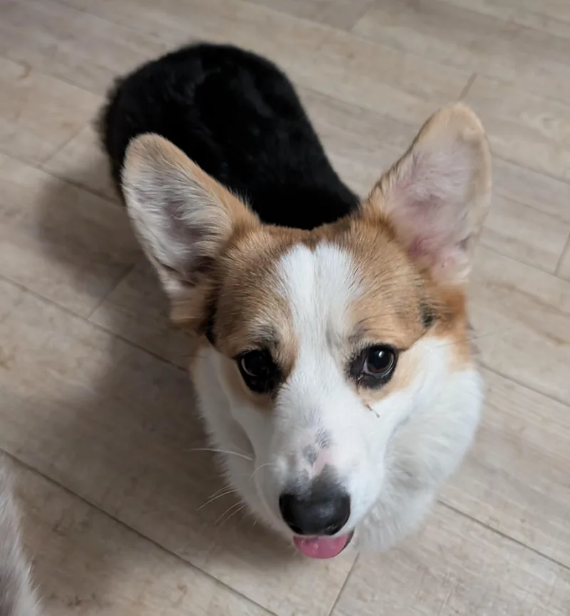 A young small-sized male Tricolor (Brown, Black, & White) Corgi dog named Herbie for adoption in Brainerd, MN