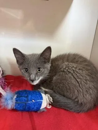 A baby small-sized female Domestic Short Hair cat named Clover for adoption in Manteo, NC