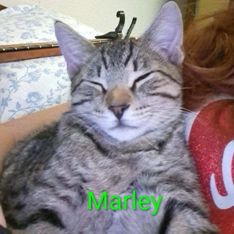 Marley thumbnail 2