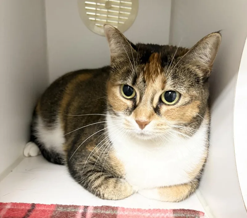 An adult large-sized female Domestic Short Hair cat named Annie ~ Front Paw for adoption in Rochester, IN