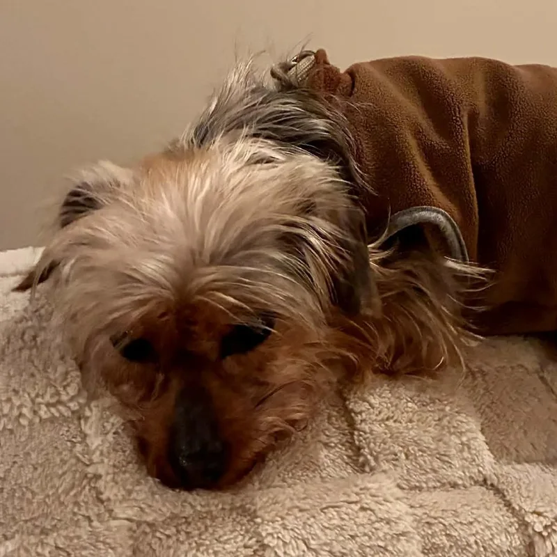 Madame Pork thumbnail 3