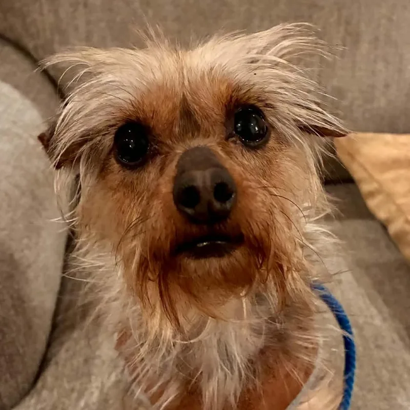 Madame Pork thumbnail 4