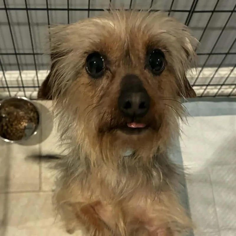 Madame Pork thumbnail 5