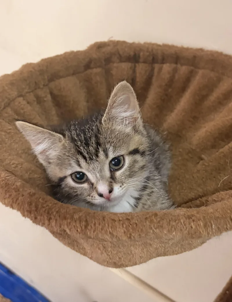 A baby small-sized female Domestic Short Hair cat named Churro for adoption in Ashland, KY