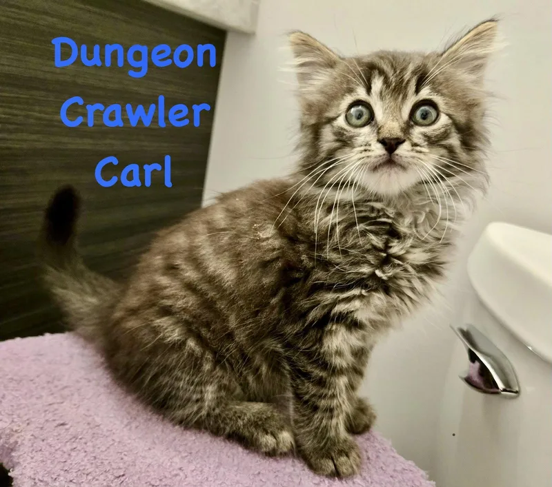 Dungeon Crawler Carl thumbnail 3