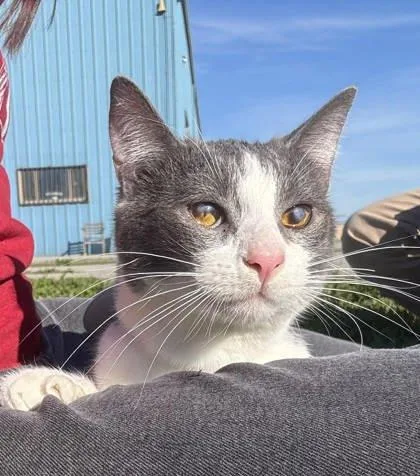 An adult small-sized male Domestic Short Hair cat named Lyle for adoption in Visalia, CA