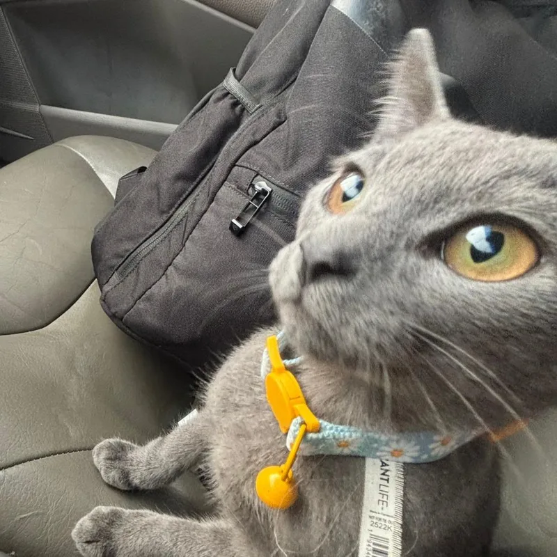 A baby small-sized male Gray / Blue / Silver Domestic Short Hair cat named Cardboard for adoption in Lynchburg, VA