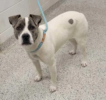 An adult large-sized female White / Cream Pit Bull Terrier dog named Grissini for adoption in Kansas City, MO