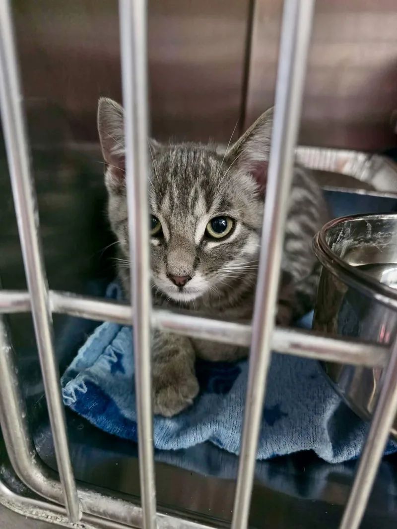A young medium-sized male Domestic Short Hair cat named Fajita for adoption in Detroit Lakes, MN