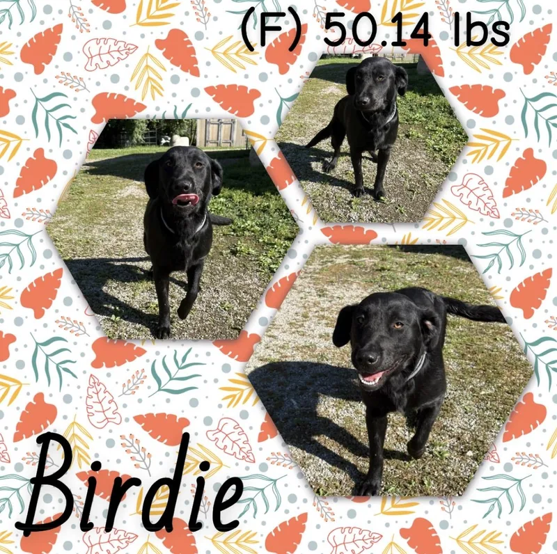 A young medium-sized female Black Labrador Retriever dog named Birdie for adoption in McArthur, OH