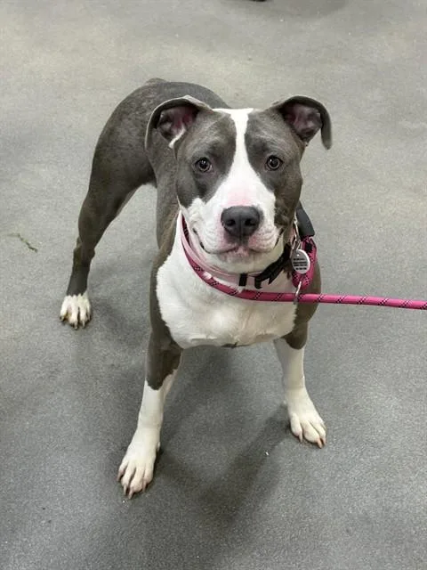 An adult medium-sized female Pit Bull Terrier dog named Wendy for adoption in Upper Marlboro, MD